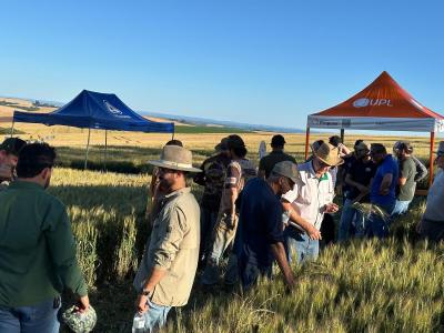Coprossel realiza “Tarde de Campo” de cultura do trigo em Porto Barreiro